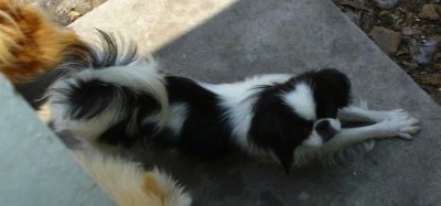 A white and black Japanese Chin is stretching its front paws forward outside on a stone patio. There is another dog behind it