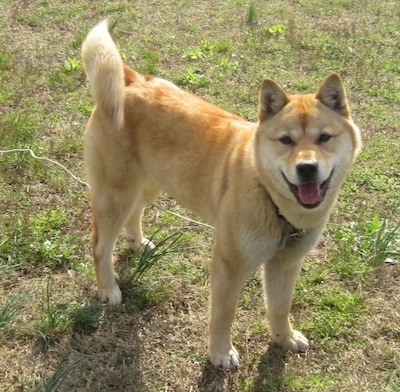 Jindo shop
