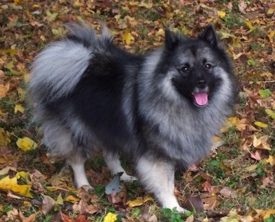 A fluffy black and gray Keeshond is standing in grass that is riddled with leaves. Its mouth is open and tongue is out