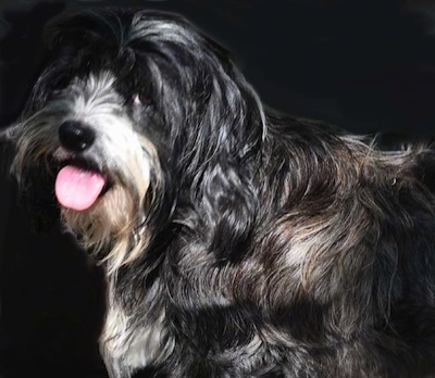 Close Up upper body shot - A black with white Kobetan dog is standing against a black backdrop with its tongue out