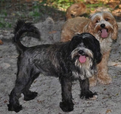 tibetan terrier cross cocker spaniel