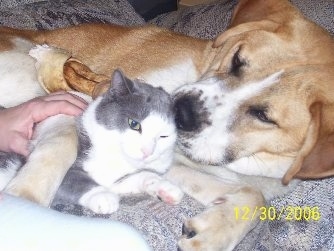 A tan and white Labernard dog is laying on its side on a couch next to a grey with white cat. There is a person next to them who has a hand on the dog's front paw.
