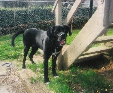 A black with white Labernard dog is standing next to a wooden deck stairs case outside. Its mouth is open. There is a chain link fence with bushes behind it.