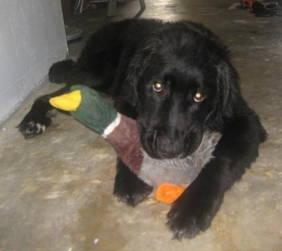 A black Labernard dog is laying on a cement surface. There is a plush duck toy laying in between its front paws and in its mouth.
