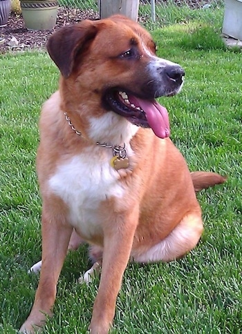 A tan with white Labernard dog is wearing a choke chain collar sitting in grass and looking to the right. Its mouth is open and tongue is out. There are outdoor potted plants and a chain link fence behind it.