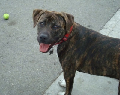 Upper body shot of a panting reverse black brindle Labrabull dog standing on a sidewalk looking back at its owner who has the camera. there is a tennis ball in the street