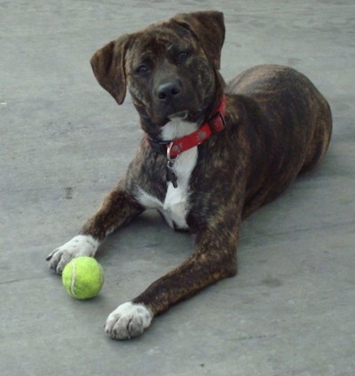 lab terrier mix brindle