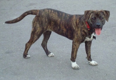 A reverse black brindle Labrabull dog is wearing a red collar standing in a parking lot. Its mouth is open and tongue is out and its tail is being carried low. The dog has white paws and a patch of white on its chest.
