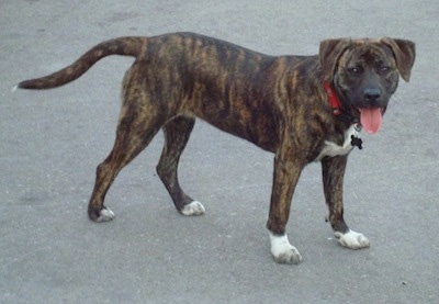 brindle pitbull lab