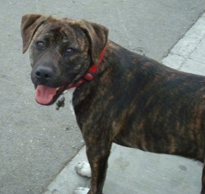 The upperhalf of a brindle Labrabull is standing on a sidewalk and it is looking to the left