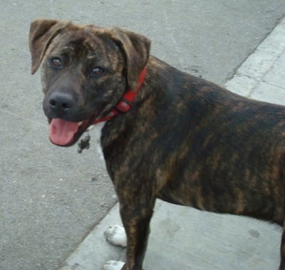 brindle lab pit mix puppy