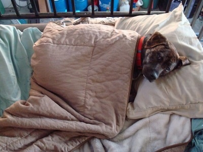 A brindle Labrabull dog is laying in a crib on top of a pillow with a blanket overtop of it