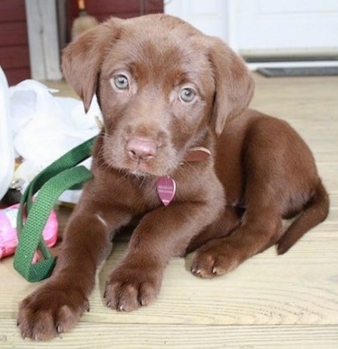 A small chocolate Labrador Retriever is laying on a wooden porch looking forward. There is a green leash next to it.