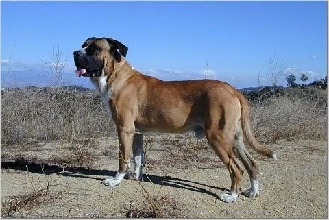 A tan with white and black Lakota Mastino dog is standing in dirt and there is tall brown grass behind it. The sky is very blue and there is a nice sceanic view in the distance.