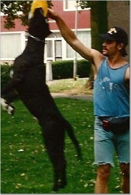 Action shot - A black with white Lakota Mastino dog is jumping up to grab an item out of the hand of a person holding it high in the air