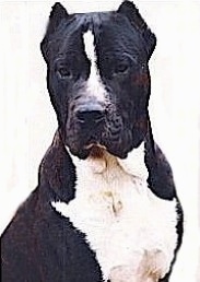 Close Up upper body shot - A black with white Lakota Mastino is sitting on a composited white background