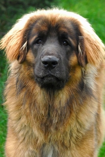 Close up head shot - A brown with black Leonberger is standing in grass and looking forward. It looks like a teddy bear.
