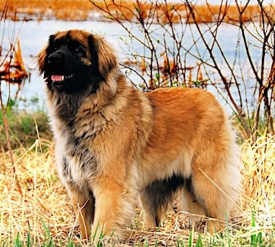 a leonberger dog