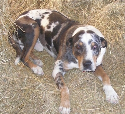 a catahoula leopard dog