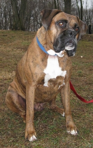 A brown brindle with white Boxer is sitting on grass with his head tilted to the left