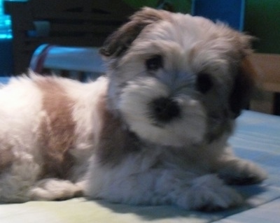 Close up of the upper half of a small fluffy white with brown Mal-Shi puppy