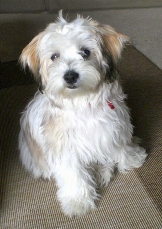 A soft-looking, longhaired white with black and brown Mal-Shi puppy is sitting on a tan rug looking up and to the left.