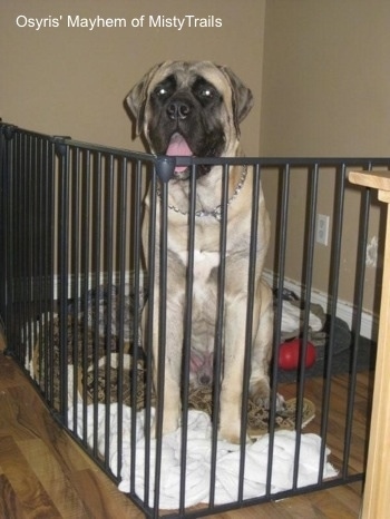 A tan with black English Mastiff is sitting inside of a back medal gate on top of a white towel. Its mouth is open and tongue is out. The dog is a couple of feet taller than the gate.