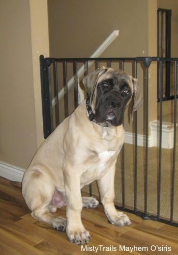 A tan with black English Mastiff puppy is sitting on a hardwood floor in front of a black medal gate that is a few inches taller than the dog. Its head is tilted to the right. There is a tan wall behind it.