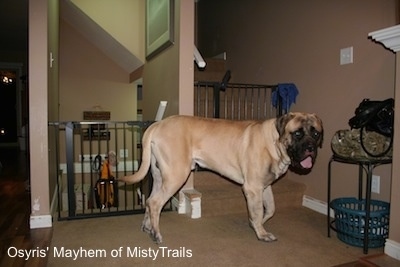 A huge, tan with black English Mastiff is standing in front of stairs. Its mouth is open and tongue is out.