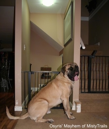 Side view - A very large, tan with black English Mastiff is sitting in front of a staircase that is blocked by a gate. Its mouth is open and tongue is out.