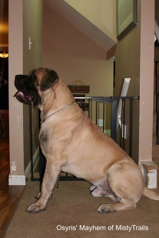 Right Profile - A tan with black English Mastiff is sitting in front of a staircase blocked by a gate. Its mouth is open and tongue is out. The dog is taller than the gate.