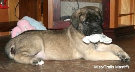 A tan with black English Mastiff puppy is laying on a brown linoleum floor with a white sock in its mouth. There is a pink and a baby blue plush toy behind it.