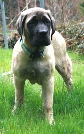 Front view - A tan with black English Mastiff puppy is standing in grass and looking forward.