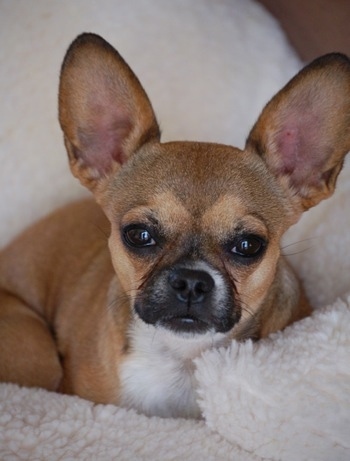 english bulldog chihuahua mix