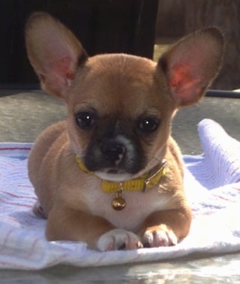 chihuahua x frenchie