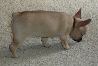 french bulldog mixed with a chihuahua