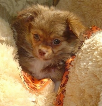 A brown with white Mi-Ki puppy is laying on a furry tan dog bed and looking up.