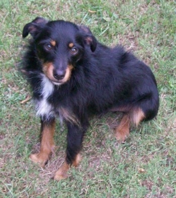 mini aussie terrier