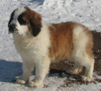 A brown with white and black Nehi Saint Bernard puppy is standing in melting snow.
