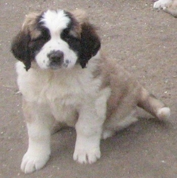 A brown with white and black Nehi Saint Bernard puppy is sitting on a dirt surface.