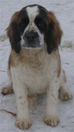 small st bernard type dog