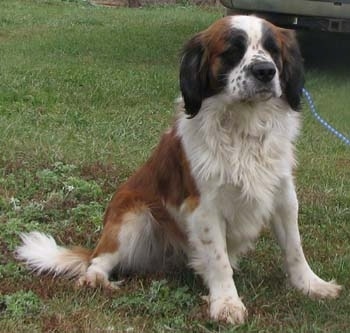 small st bernard type dog