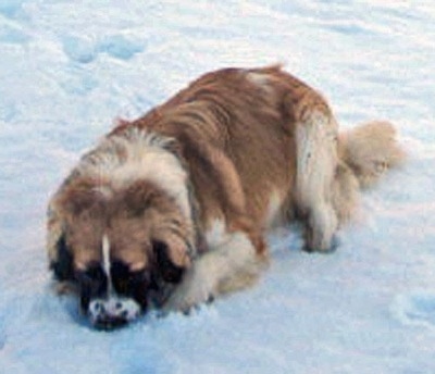 A brown with white and black Nehi Saint Bernard dog is digging in deep snow.