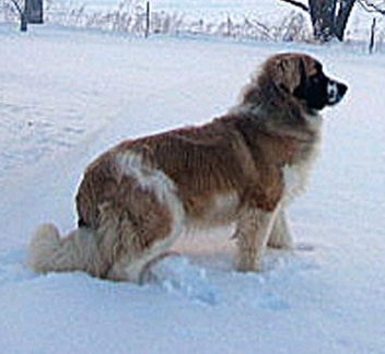 Right Profile - A brown with white and black Nehi Saint Bernard dog is standing outside in snow.