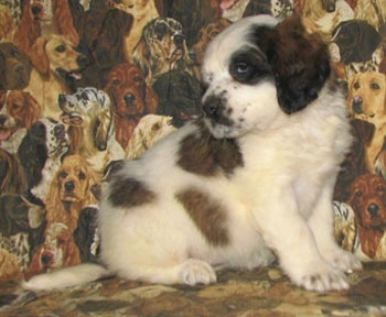 A white with brown and black Nehi Saint Bernard puppy is sitting on a couch that has dogs printed all over it. It is looking behind.