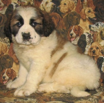 Left Profile - A brown with white and black Nehi Saint Bernard puppy is sitting on a couch with dogs printed all over it looking forward.