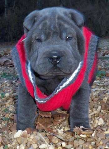 miniature bear coat shar pei