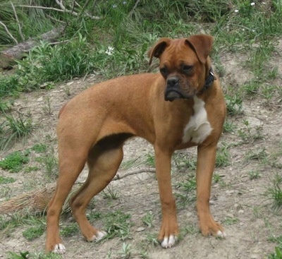 Miniature Boxer Dog Breed Information and Pictures