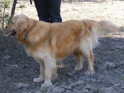 Dwarf shop golden retriever