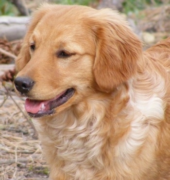 Close up upper body shot - A relaxed looking Miniature Golden Retriever standing near fallen trees.